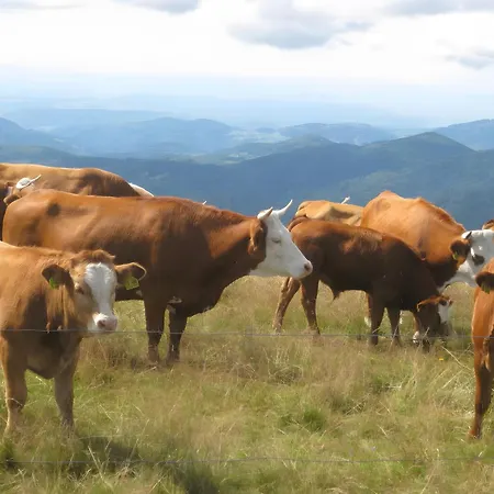 Sonnenstueble 아파트 *