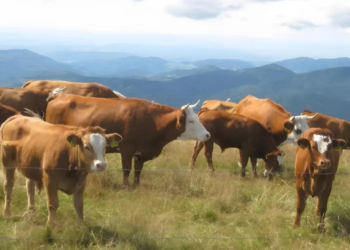 Sonnenstueble Appartement *